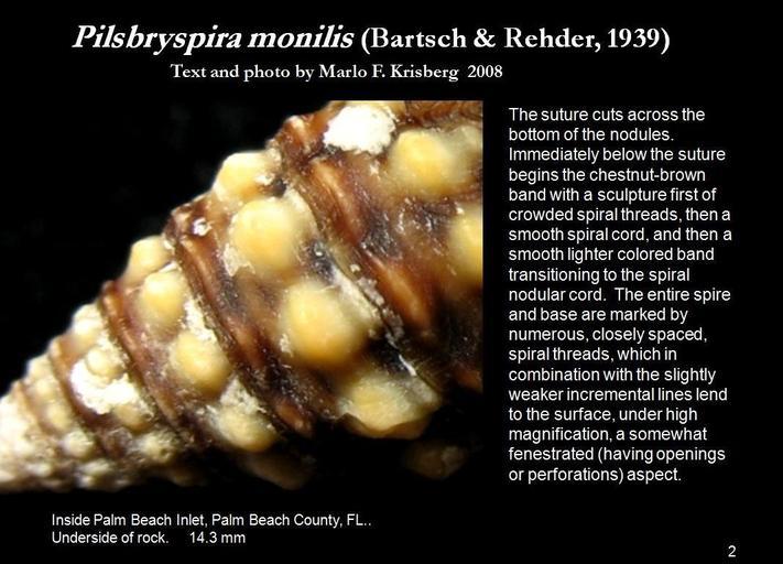 Image of Pilsbryspira monilis (Bartsch & Rehder 1939)