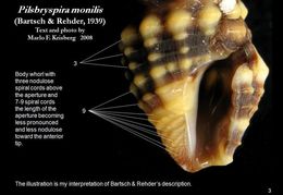 Imagem de Pilsbryspira monilis (Bartsch & Rehder 1939)