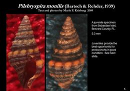 Image of Pilsbryspira monilis (Bartsch & Rehder 1939)