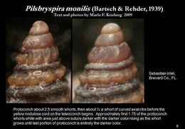 Image of Pilsbryspira monilis (Bartsch & Rehder 1939)