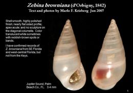 Image of Zebina browniana (d'Orbigny 1842)