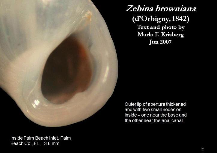 Image of Zebina browniana (d'Orbigny 1842)