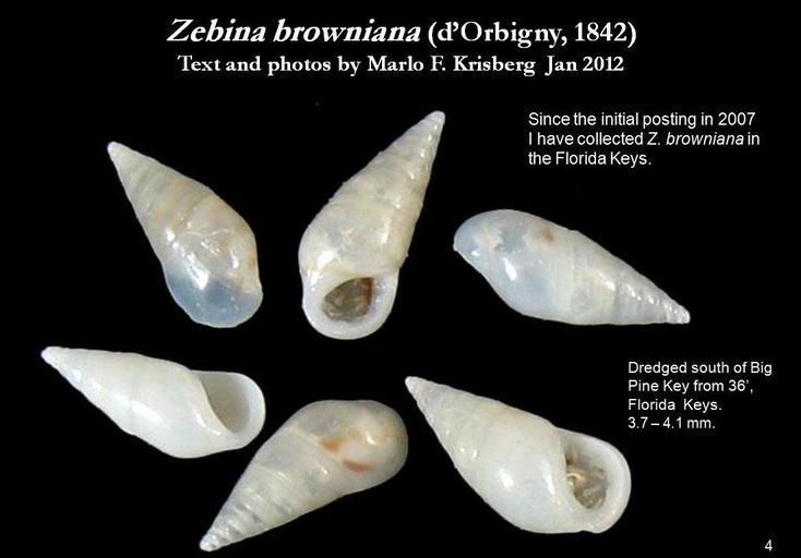 Image of Zebina browniana (d'Orbigny 1842)