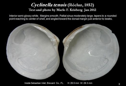 Image of thin cyclinella