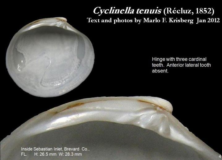 Image of thin cyclinella