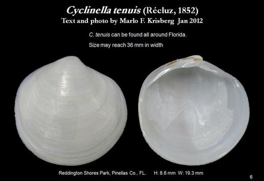 Image of thin cyclinella