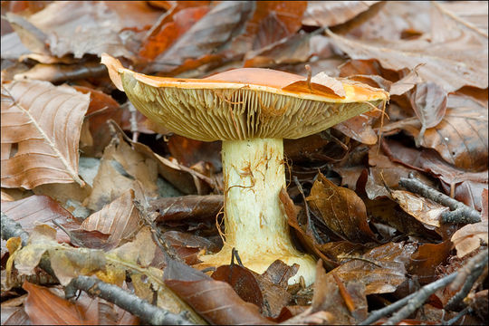 Image of Cortinarius elegantissimus Rob. Henry 1989