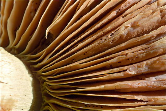 Image of Cortinarius elegantissimus Rob. Henry 1989