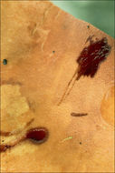 Image of Cortinarius elegantissimus Rob. Henry 1989
