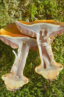 Image of Cortinarius elegantissimus Rob. Henry 1989