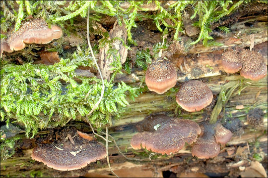 Слика од Lentinellus ursinus (Fr.) Kühner 1926