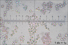 Слика од Lentinellus ursinus (Fr.) Kühner 1926