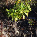 Image de Bidens hawaiensis A. Gray