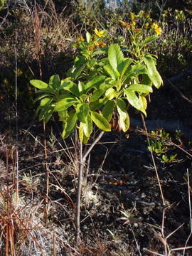 Image of Hawai'i beggarticks