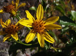 صورة Bidens hawaiensis A. Gray