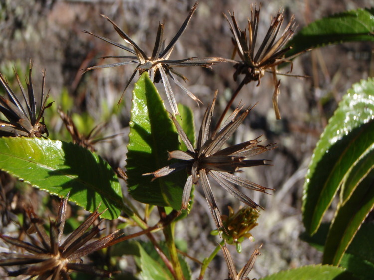 صورة Bidens hawaiensis A. Gray