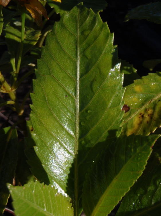 Image of Hawai'i beggarticks