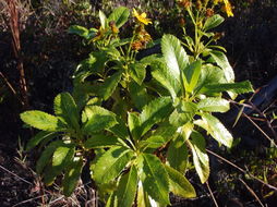 صورة Bidens hawaiensis A. Gray