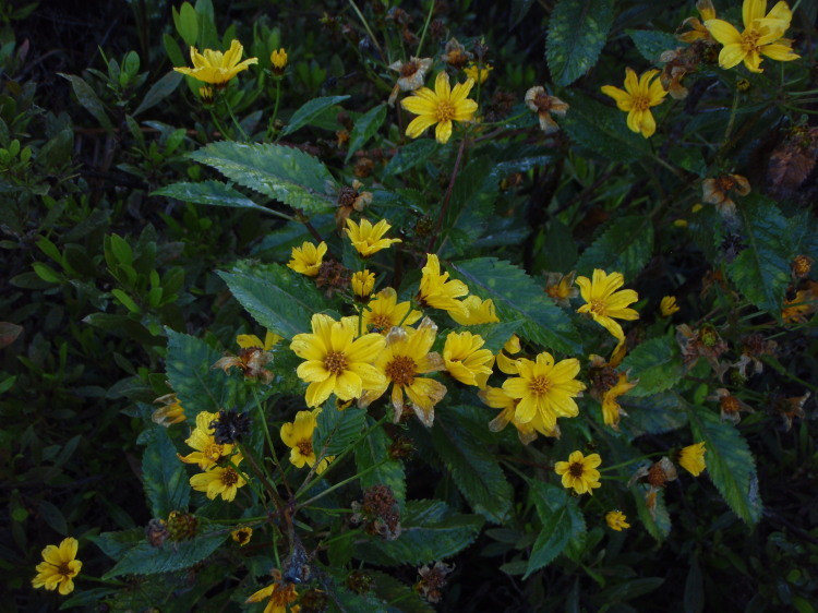 Image of Hawai'i beggarticks