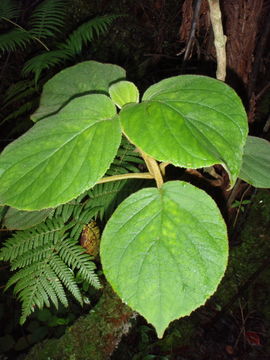 Sivun Cyrtandra platyphylla A. Gray kuva