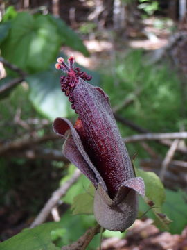 Image of Kilauea hau kuahiwi