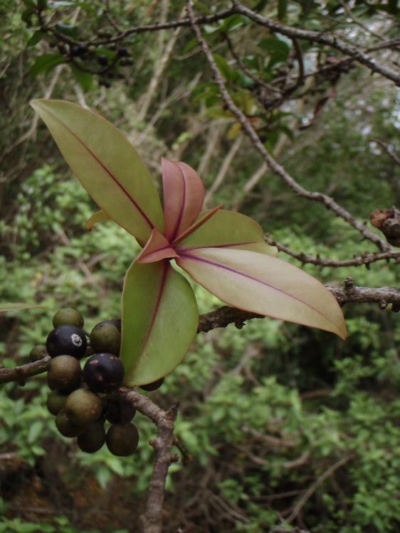 Image of kolea lau nui