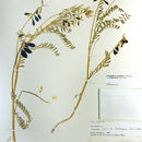 Imagem de Astragalus accidens var. hendersonii (S. Wats.) M. E. Jones