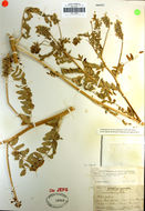 Image de Astragalus agnicidus Barneby