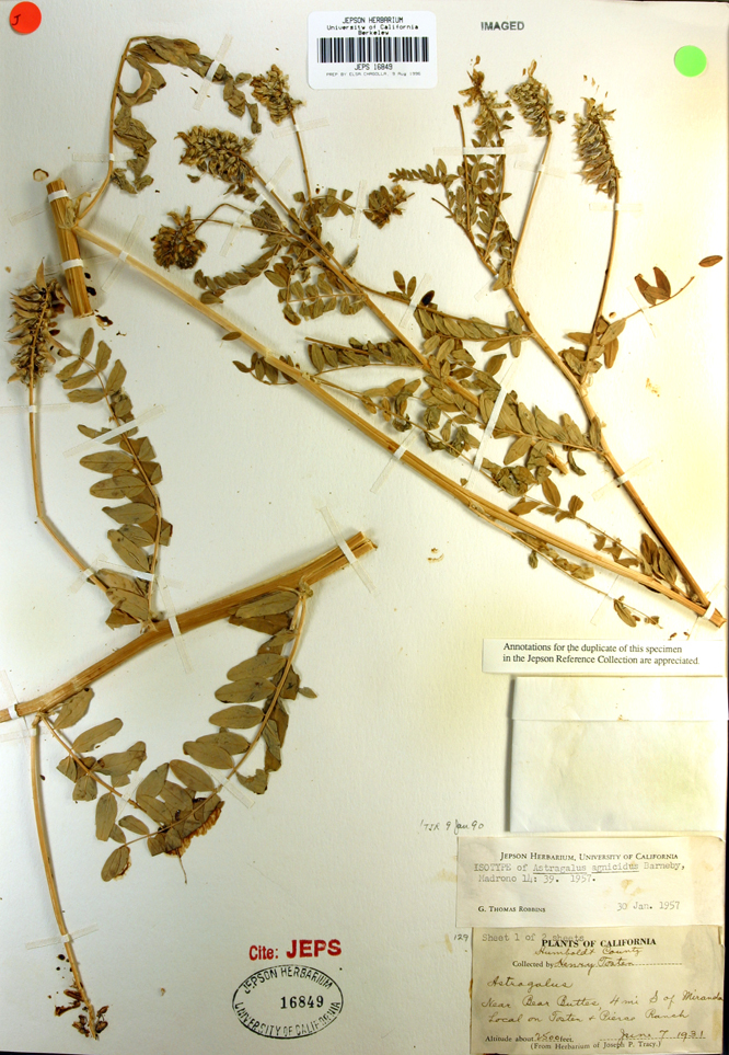 Image de Astragalus agnicidus Barneby