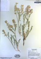 Imagem de Astragalus andersonii A. Gray