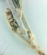 صورة Astragalus andersonii A. Gray