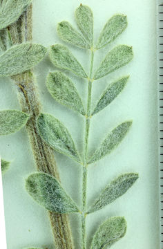 صورة Astragalus andersonii A. Gray