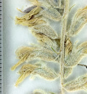 Imagem de Astragalus andersonii A. Gray