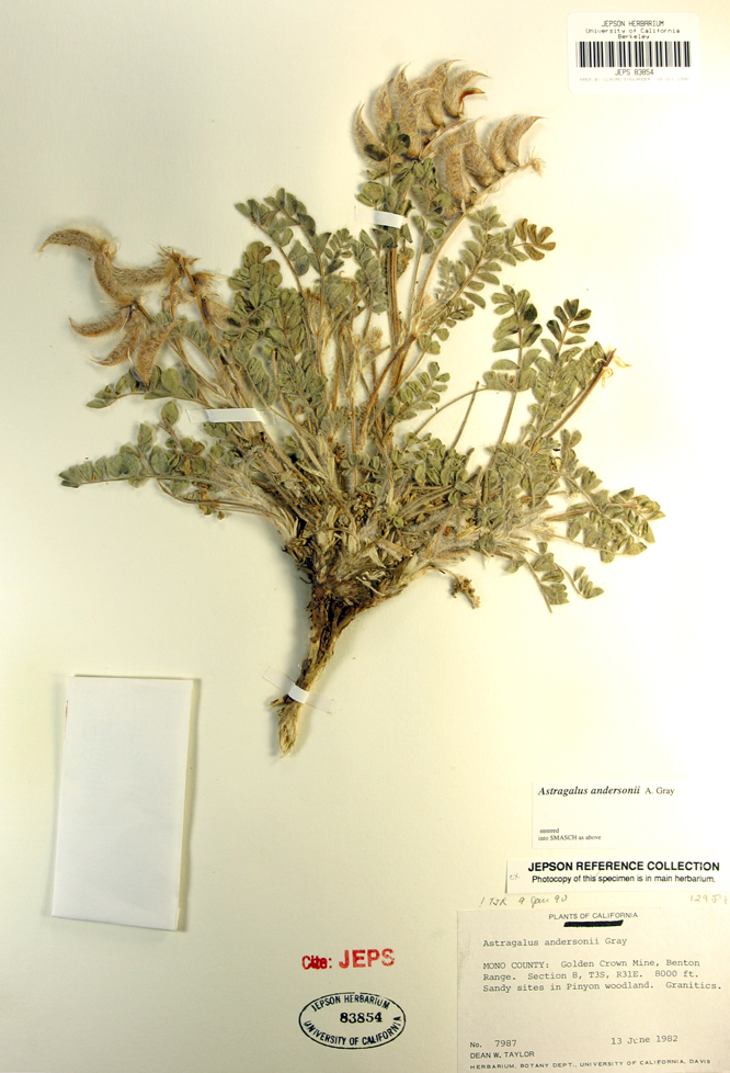 Image de Astragalus andersonii A. Gray