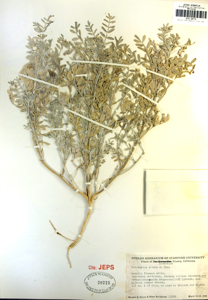 Image of annual desert milkvetch