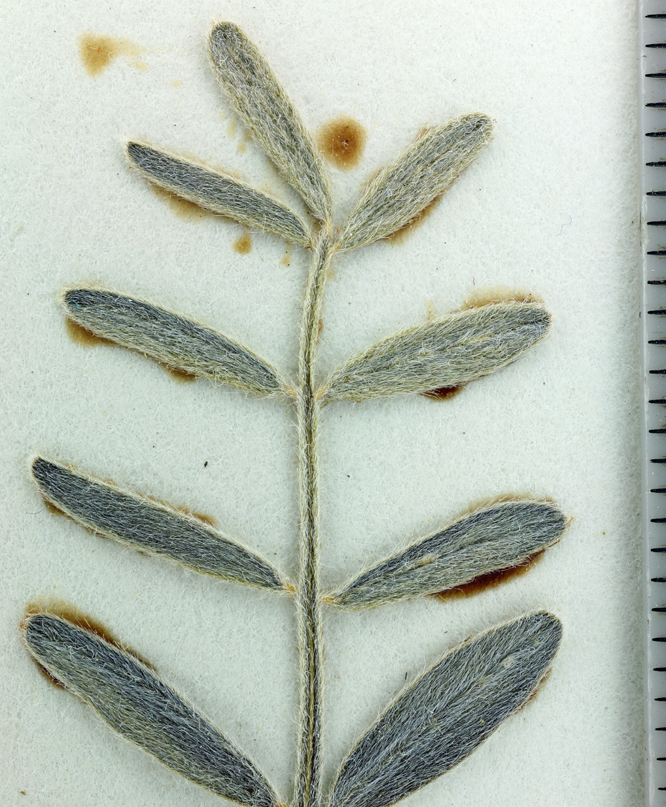 Image of annual desert milkvetch