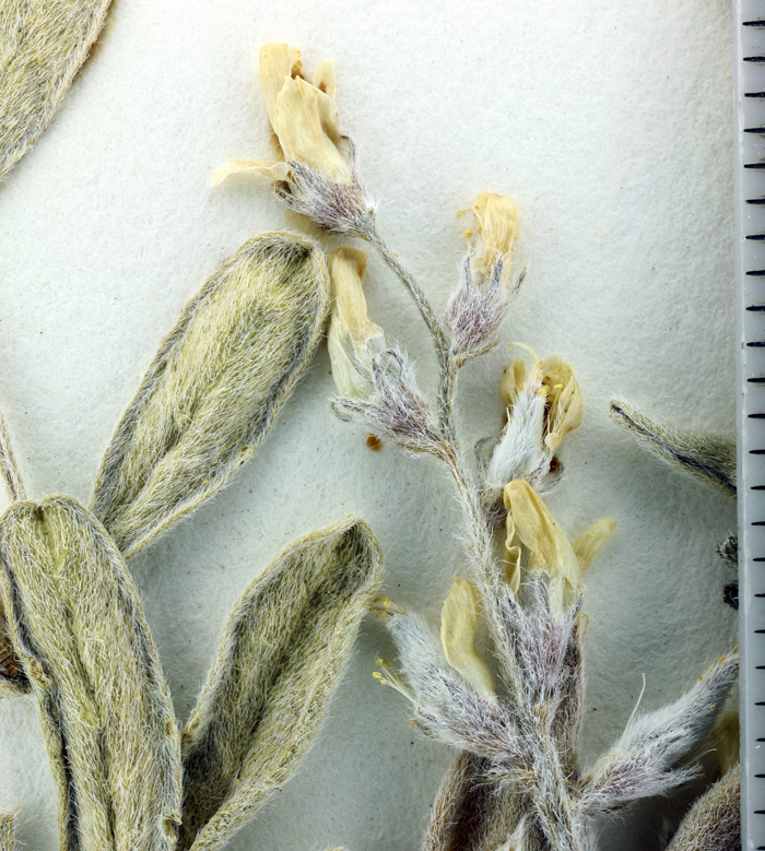 صورة Astragalus aridus A. Gray