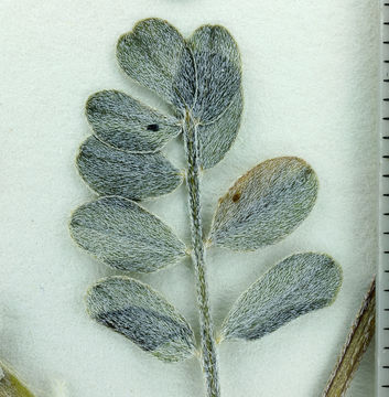 صورة Astragalus albens Greene