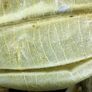 Image of <i>Astragalus allochrous</i> var. <i>playanus</i>