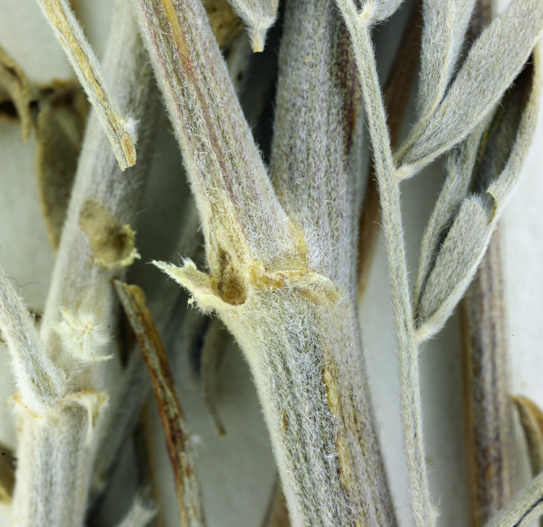 Image of San Joaquin milkvetch