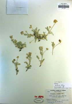 Image of <i>Astragalus austiniae</i>