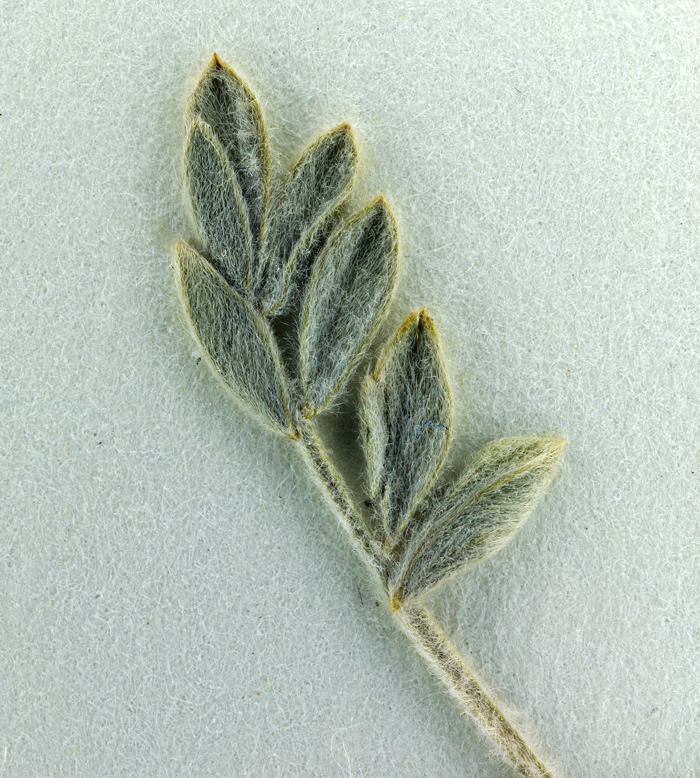 Image of <i>Astragalus austiniae</i>