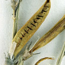 صورة Astragalus bernardinus M. E. Jones.
