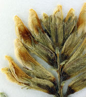 Imagem de Astragalus bolanderi A. Gray