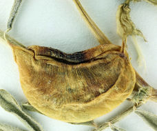 Imagem de Astragalus bolanderi A. Gray