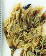 Imagem de Astragalus bolanderi A. Gray