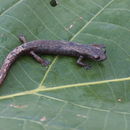 Image of Bolitoglossa engelhardti (Schmidt 1936)