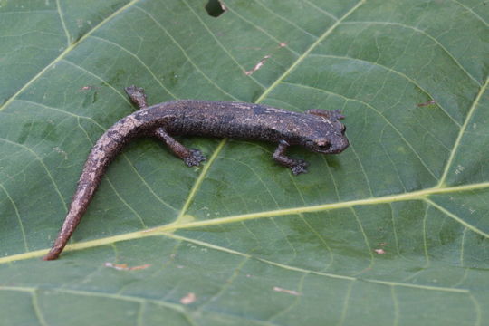 Image of Bolitoglossa engelhardti (Schmidt 1936)