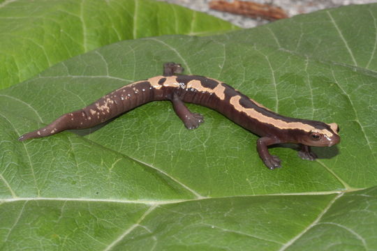 Image of Bolitoglossa salvinii (Gray 1868)