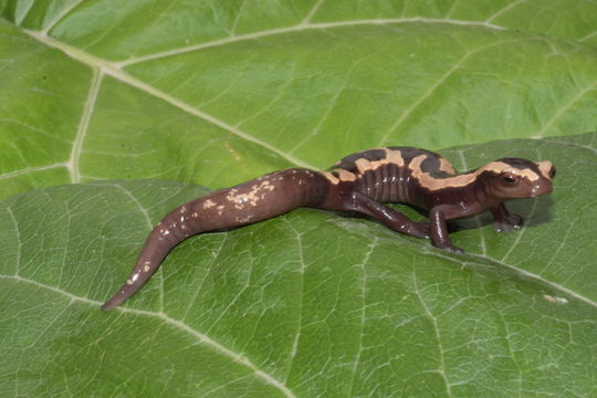 Image of Bolitoglossa salvinii (Gray 1868)